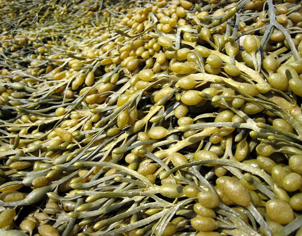 Health benefits of Rockweed (Ascophyllum nodosum)  